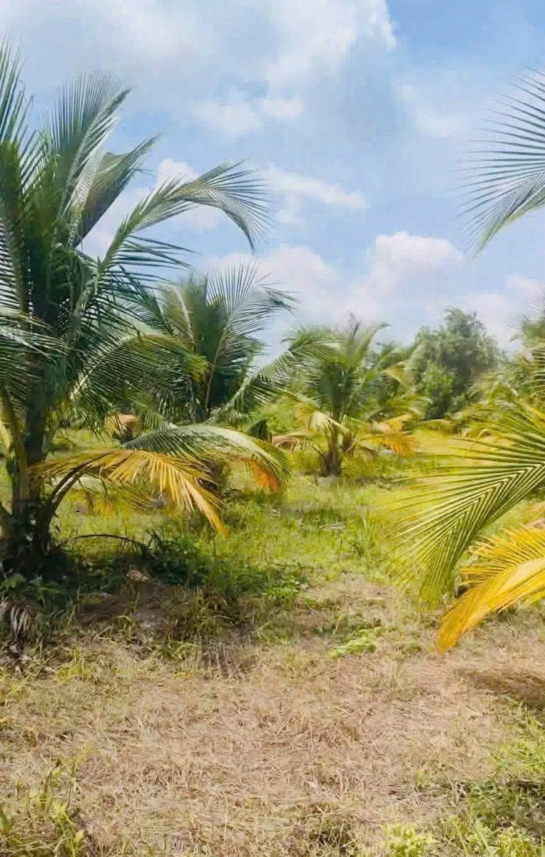 Bán 4.800m² đất vườn Long An, giá 1 tỷ 900 triệu - Ảnh thu nhỏ 4