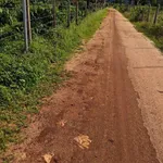 Bán 2ha rẫy cà phê Gia Lai, 6 tỷ - Ảnh thu nhỏ 3